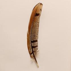 M&F Hat Feather 02866